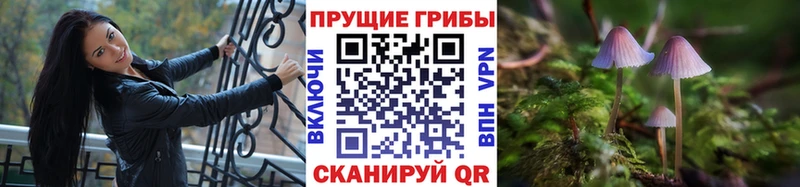 Купить где  Купино  Галлюциногенные грибы Cubensis 